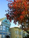 Fall colors on our block.
